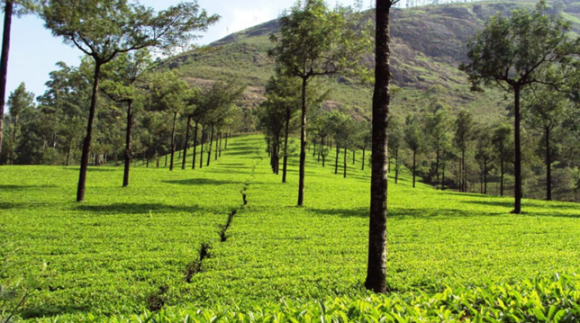 The Arbour Resort Munnar